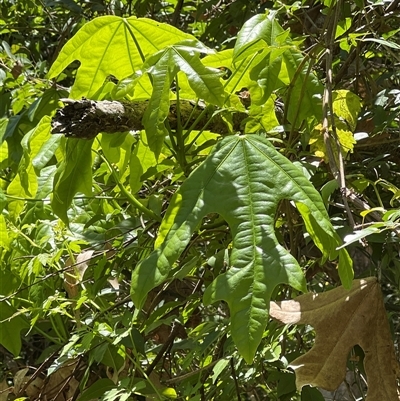 Unverified Other Tree at The Falls, QLD - 21 Dec 2024 by JimL
