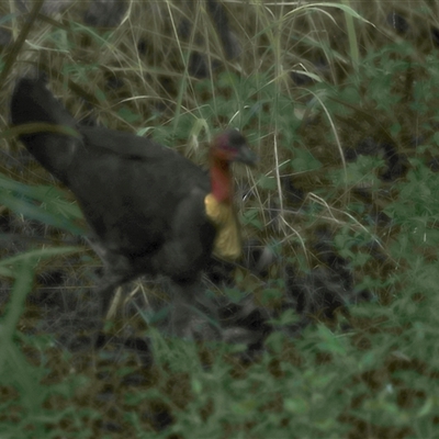 Alectura lathami (Australian Brush-turkey) at Shorncliffe, QLD - 22 Dec 2024 by JimL