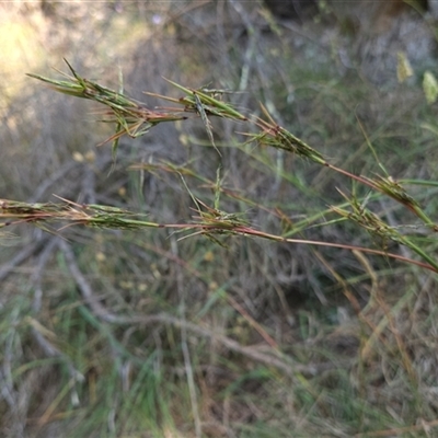 Cymbopogon refractus (Barbed-wire Grass) at Latham, ACT - 22 Dec 2024 by Untidy
