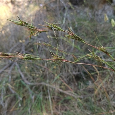 Cymbopogon refractus at Latham, ACT - 22 Dec 2024 by Untidy