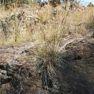 Cymbopogon refractus at Latham, ACT - 22 Dec 2024