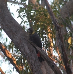 Calyptorhynchus lathami lathami (Glossy Black-Cockatoo) at Fitzroy Falls, NSW - 29 Apr 2021 by GITM1