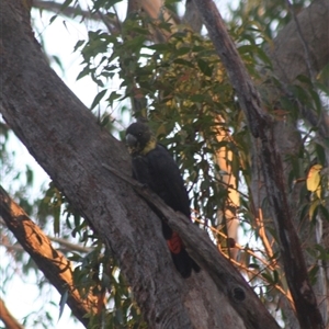 Calyptorhynchus lathami lathami at Fitzroy Falls, NSW - suppressed