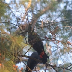 Calyptorhynchus lathami lathami at Fitzroy Falls, NSW - suppressed