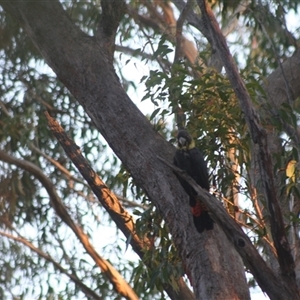 Calyptorhynchus lathami lathami at Fitzroy Falls, NSW - suppressed