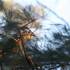 Calyptorhynchus lathami lathami at Fitzroy Falls, NSW - suppressed