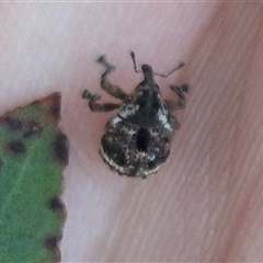 Haplonyx sp. (genus) (Unidentified Haplonyx weevil) at Bungendore, NSW - 22 Dec 2024 by clarehoneydove