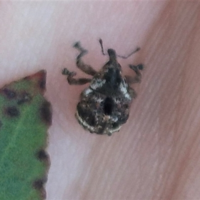 Haplonyx (genus) (Unidentified Haplonyx weevil) at Bungendore, NSW - 22 Dec 2024 by clarehoneydove