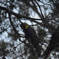 Calyptorhynchus lathami lathami (Glossy Black-Cockatoo) at Kangaroo Valley, NSW - 14 Oct 2021 by GITM1