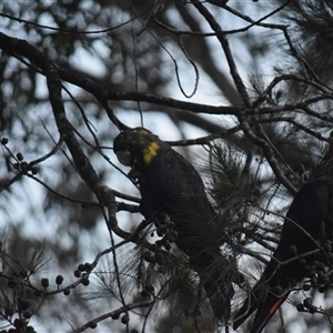 Calyptorhynchus lathami lathami at Kangaroo Valley, NSW - suppressed