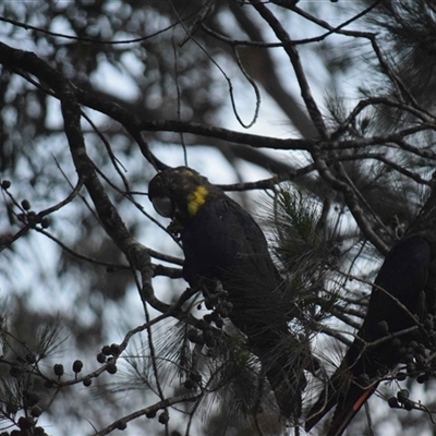 Calyptorhynchus lathami lathami (Glossy Black-Cockatoo) at Kangaroo Valley, NSW - 14 Oct 2021 by GITM1