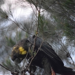 Calyptorhynchus lathami lathami at Kangaroo Valley, NSW - suppressed