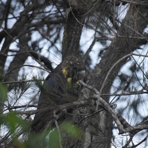 Calyptorhynchus lathami lathami at Kangaroo Valley, NSW - suppressed