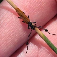 Tropis paradoxa at Bungendore, NSW - 22 Dec 2024 by clarehoneydove