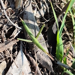 Acrida conica at Bungendore, NSW - suppressed