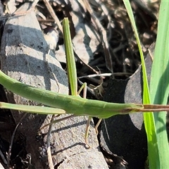 Acrida conica at Bungendore, NSW - 22 Dec 2024