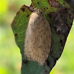 Garrha (genus) (A concealer moth) at Bungendore, NSW - 22 Dec 2024 by clarehoneydove