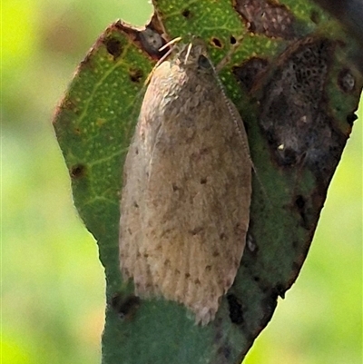 Garrha (genus) (A concealer moth) at Bungendore, NSW - 22 Dec 2024 by clarehoneydove