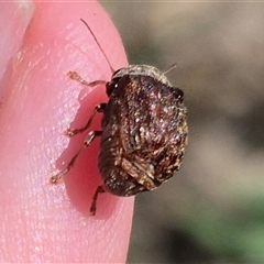 Cadmus (Brachycaulus) sp. (subgenus) (Cylinder leaf beetle) at Bungendore, NSW - 22 Dec 2024 by clarehoneydove