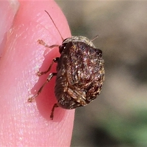 Cadmus (Brachycaulus) sp. (subgenus) at Bungendore, NSW - suppressed