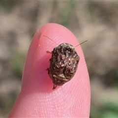 Cadmus (Brachycaulus) sp. (subgenus) at Bungendore, NSW - suppressed