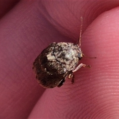 Cadmus (Brachycaulus) sp. (subgenus) at Bungendore, NSW - suppressed