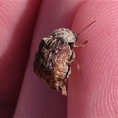 Cadmus (Brachycaulus) sp. (subgenus) at Bungendore, NSW - suppressed