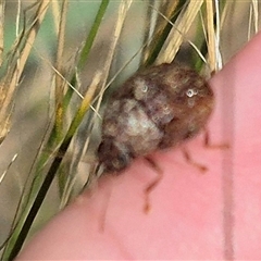 Cadmus (Brachycaulus) sp. (subgenus) at Bungendore, NSW - suppressed