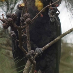 Calyptorhynchus lathami lathami at Kangaroo Valley, NSW - suppressed