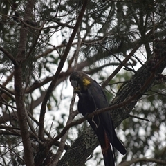 Calyptorhynchus lathami lathami at Kangaroo Valley, NSW - 15 Feb 2021