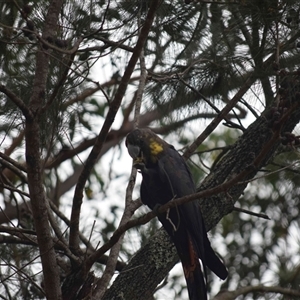 Calyptorhynchus lathami lathami at Kangaroo Valley, NSW - suppressed