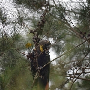 Calyptorhynchus lathami lathami at Kangaroo Valley, NSW - 15 Feb 2021