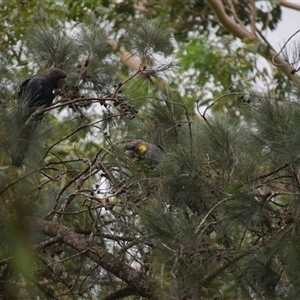 Calyptorhynchus lathami lathami at Kangaroo Valley, NSW - suppressed