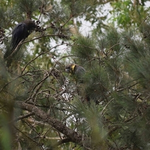 Calyptorhynchus lathami lathami at Kangaroo Valley, NSW - 15 Feb 2021