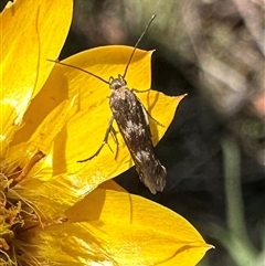 Eretmocera (genus) (Scythrididae family) at Hackett, ACT - 5 Dec 2024 by Pirom