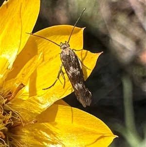 Eretmocera (genus) (Scythrididae family) at Hackett, ACT - 6 Dec 2024 10:36 AM