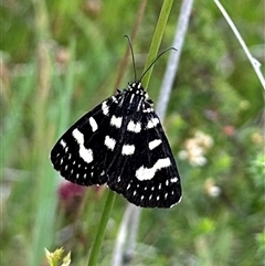 Phalaenoides tristifica (Willow-herb Day-moth) at Rendezvous Creek, ACT - 9 Dec 2024 by Pirom