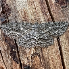 Ectropis fractaria (Ringed Bark Moth) at Ainslie, ACT - 20 Dec 2024 by Pirom