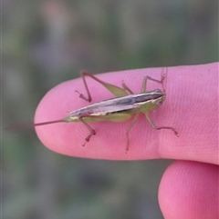 Conocephalus semivittatus (Meadow katydid) at Bungendore, NSW - 22 Dec 2024 by clarehoneydove