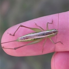 Conocephalus semivittatus at Bungendore, NSW - 22 Dec 2024 08:28 PM