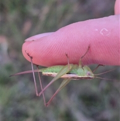 Conocephalus semivittatus at Bungendore, NSW - 22 Dec 2024