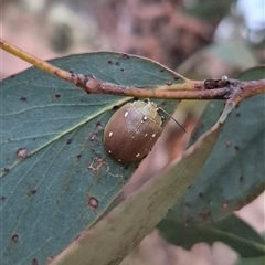 Paropsis aegrota (Eucalyptus Tortoise Beetle) at Bungendore, NSW - 22 Dec 2024 by clarehoneydove