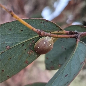 Paropsis aegrota at Bungendore, NSW - 22 Dec 2024