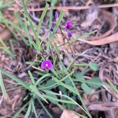 Glycine tabacina (Variable Glycine) at Bungendore, NSW - 22 Dec 2024 by clarehoneydove