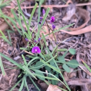 Glycine tabacina at Bungendore, NSW - 22 Dec 2024 08:12 PM