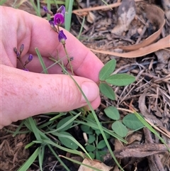 Glycine tabacina at Bungendore, NSW - 22 Dec 2024 08:12 PM