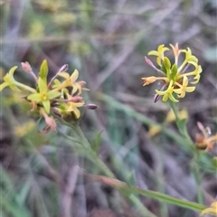 Pimelea curviflora (Curved Rice-flower) at Bungendore, NSW - 22 Dec 2024 by clarehoneydove