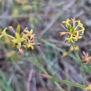 Pimelea curviflora at Bungendore, NSW - 22 Dec 2024 08:18 PM