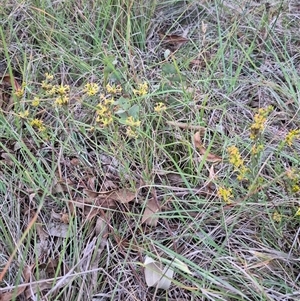 Pimelea curviflora at Bungendore, NSW - 22 Dec 2024 08:18 PM