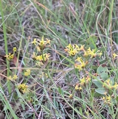 Pimelea curviflora at Bungendore, NSW - 22 Dec 2024 08:18 PM